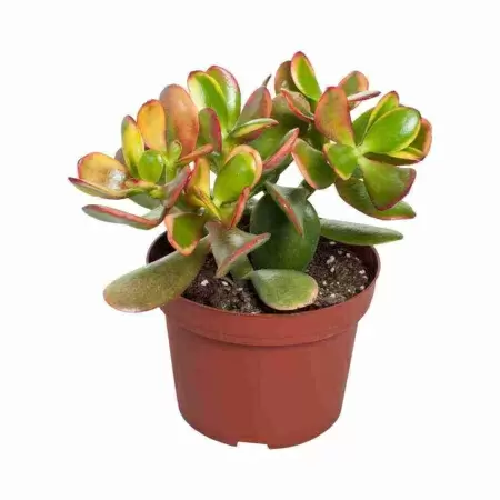 Крассула Овата Сансет