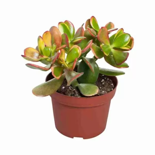 Крассула Овата Сансет Крассула Овата Сансет