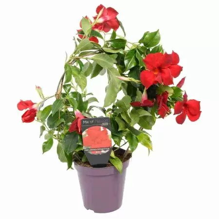 Дипладения  красная лиана