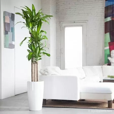 Кашпо Lechuza Rondo