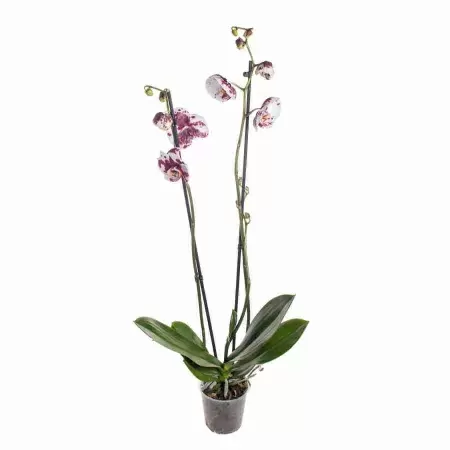 Фаленопсис Мамон