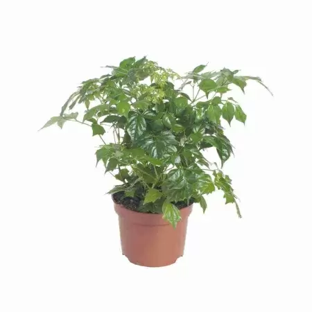 Радермахера