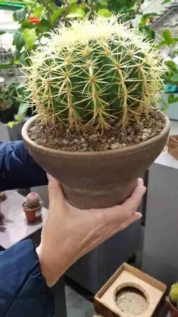 Эхинокактус Грузони