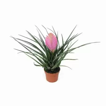 Тилландсия Анита