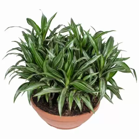 Драцена фрагранс Улиссус 21 ст в плошке
