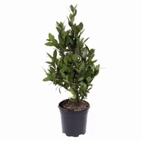 Лавровое дерево пирамида