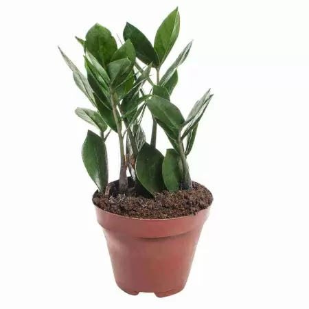 Замиокулькас