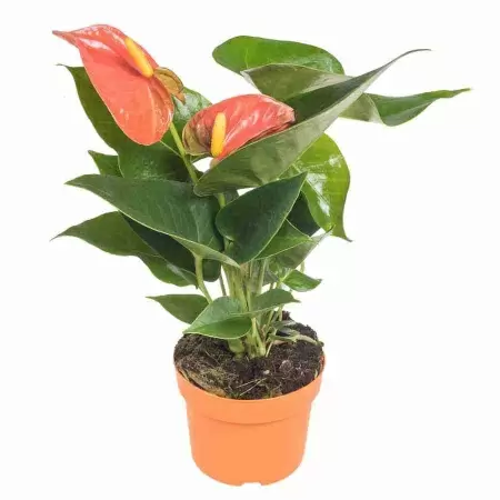 Антуриум андрианум Чемпион оранжевый