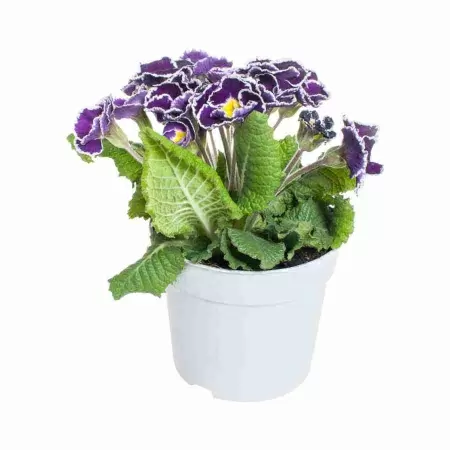 Примула акаулис Сирокко Пурпурная