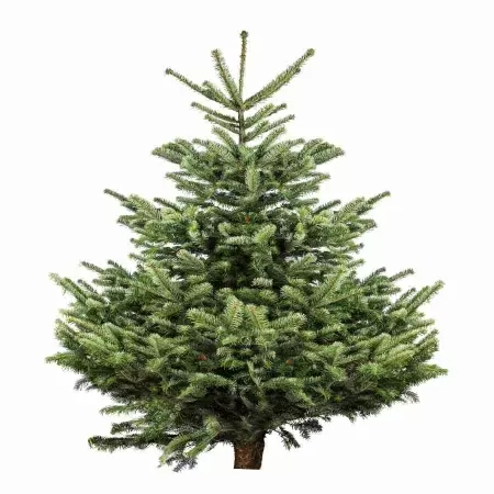 Ель обыкновенная 