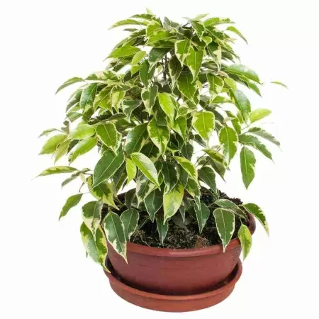 Фикус бенджамина Кинки в плошке Фикус бенджамина Кинки в плошке
