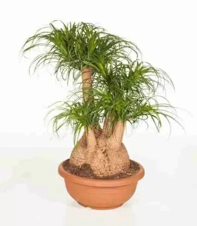 Комнатное бутылочное дерево