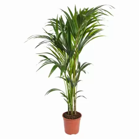 Ховея Форстера (Кентия)