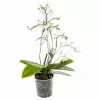 Фаленопсис Дикий белый