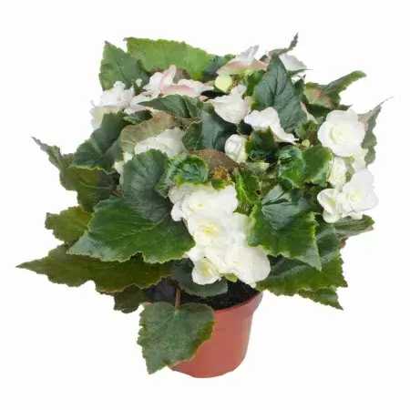 Бегония элатиор белая