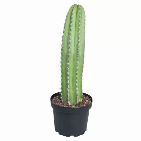 Кактус Зизиб