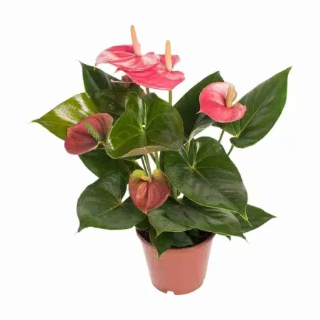 Антуриум андрианум Ангуила