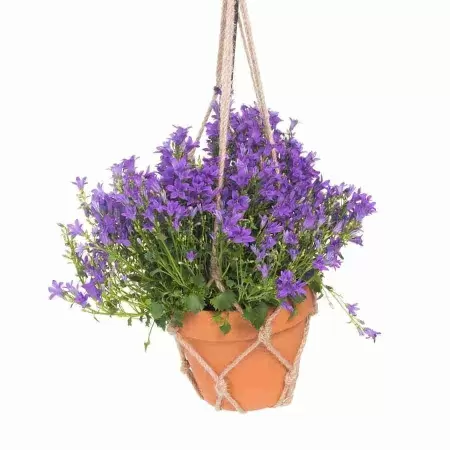 Кампанула Порто Синяя подвесная