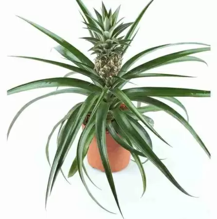 Ананас Чампака