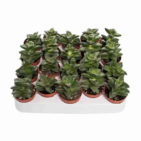 Крассула Спрингтайм