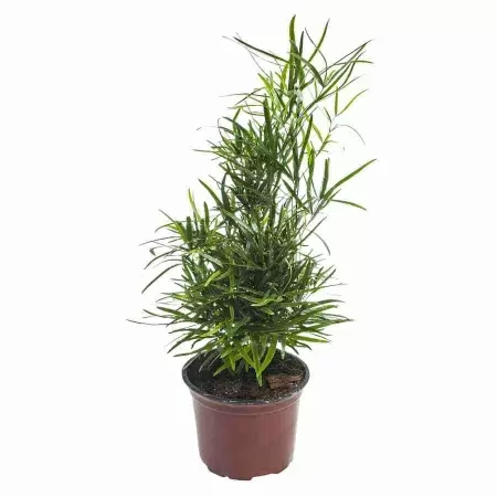 Аспарагус Фалкатус