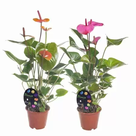 Антуриум андрианум Пикассо Принт