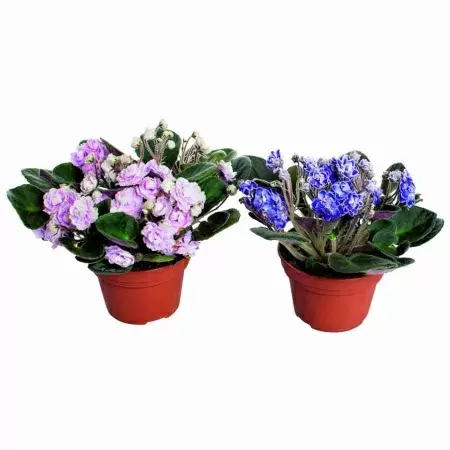 Фиалка махровая микс