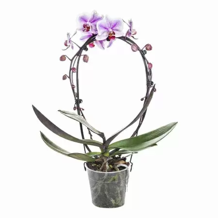 Фаленопсис Поинт 2 ст