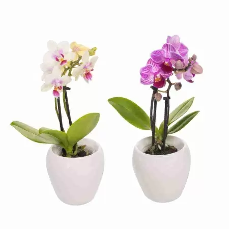 Фаленопсис Пикколо 