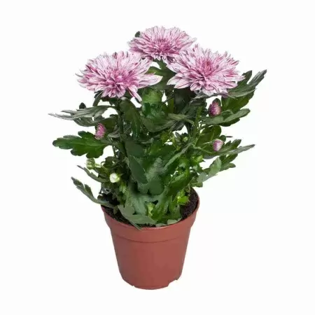 Хризантема зембла Вип