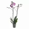 Фаленопсис Дип Пёрпл 2 ст