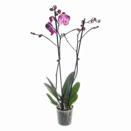 Фаленопсис Дип Пёрпл 2 ст