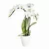 Фаленопсис Белый 3 ст