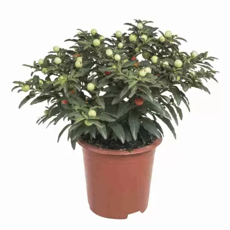 Соланум ложноперечный