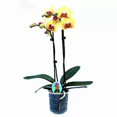 Фаленопсис Желто-красный 2 ствола