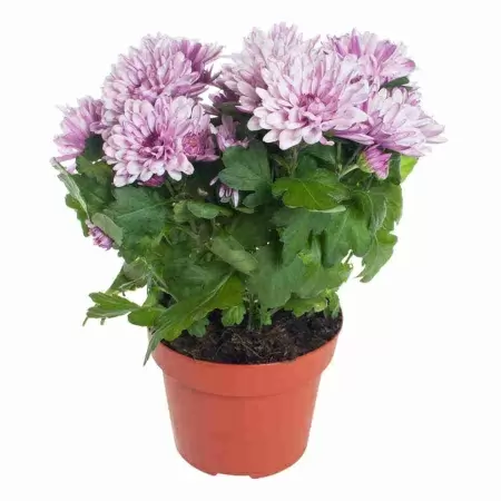 Хризантема махровая розовая