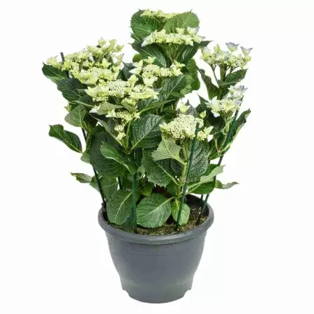 Гортензия мелкопильчатая Блю Берд 