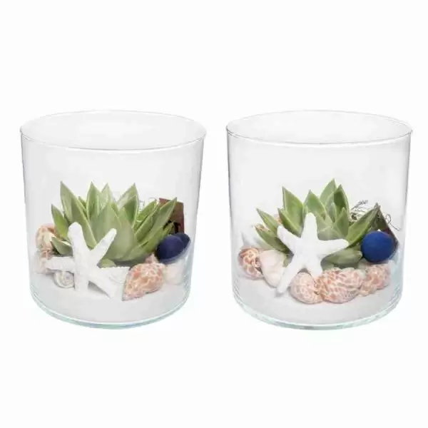 Эхеверия Агавоидес