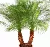 Финиковая пальма Робелена 2 ствола