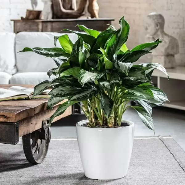 Кашпо Lechuza Classico LS