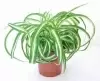 Хлорофитум Бонни