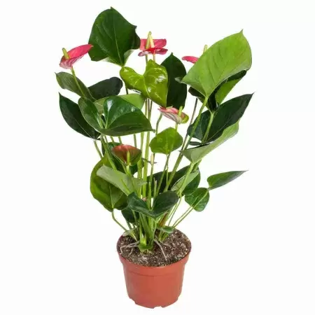 Антуриум андрианум Ариса розовый