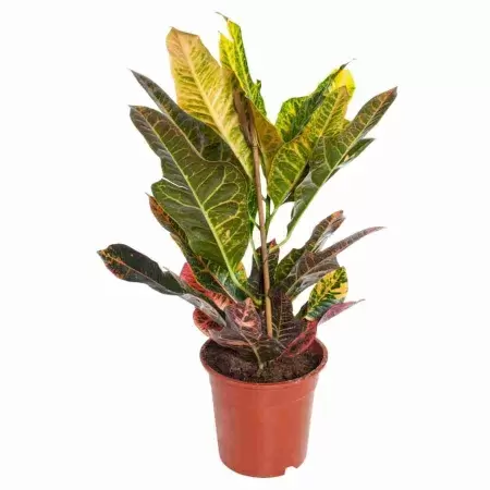 Кодиеум Экселент