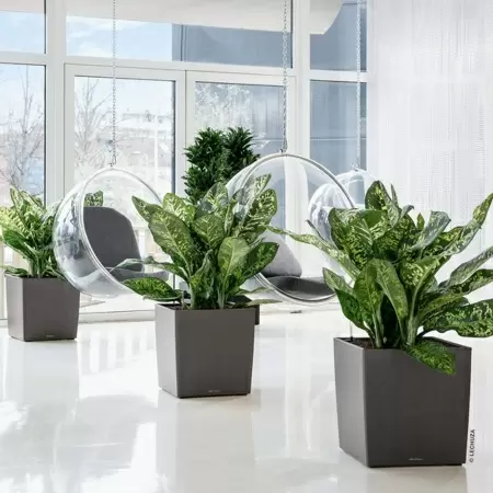 Кашпо Lechuza Cube