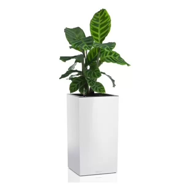 Кашпо Lechuza Canto Column