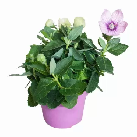 Платикодон розовый