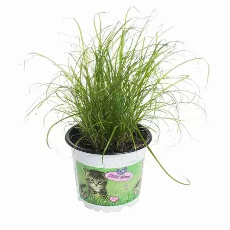 Циперус Зумила