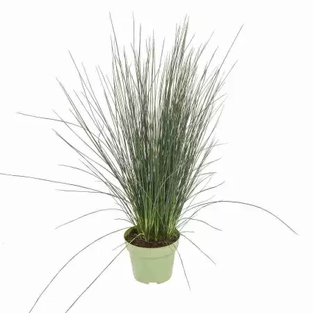 Джункус Пенсил Грасс