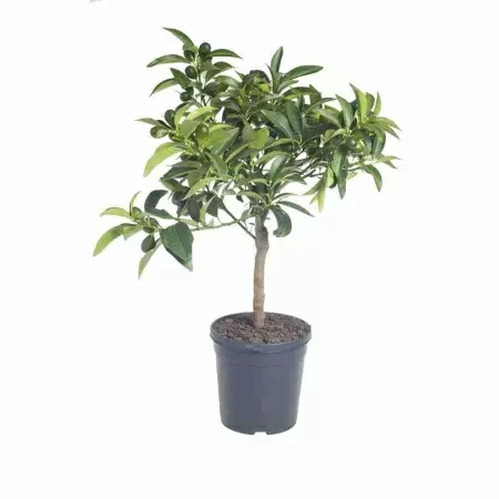 Кумкват  Кумкват