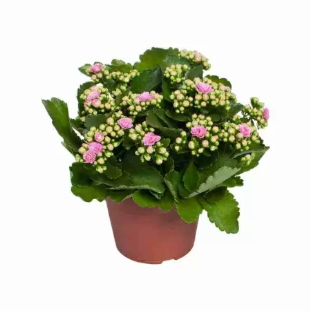 Каланхоэ каландива розовое